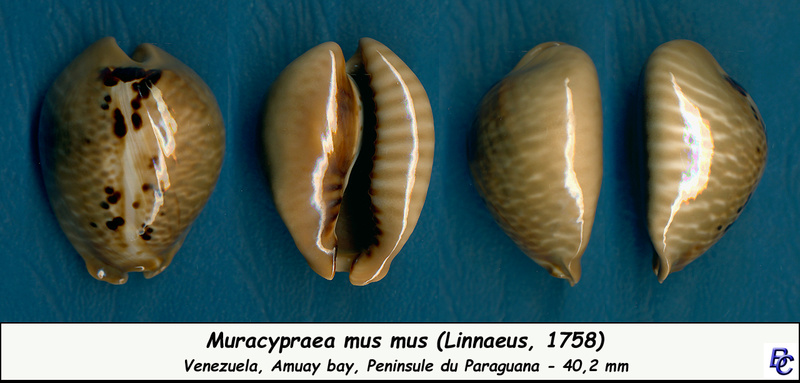 Muracypraea mus mus (Linnaeus, 1758) Mus_mu11