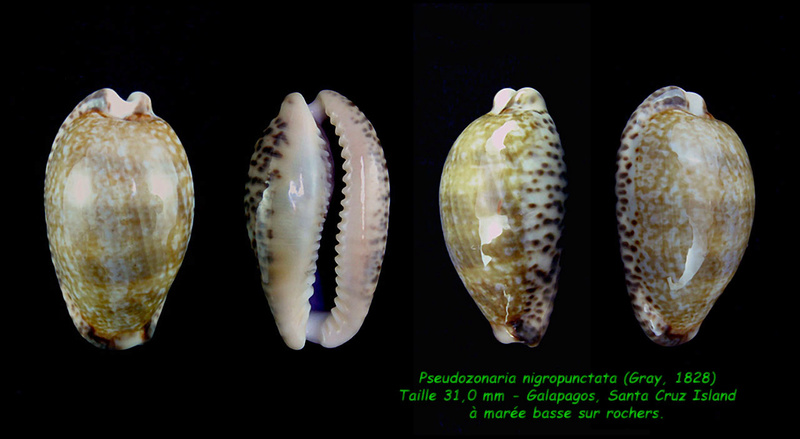 Pseudozonaria nigropunctata - (Gray, 1828) Nigrop10