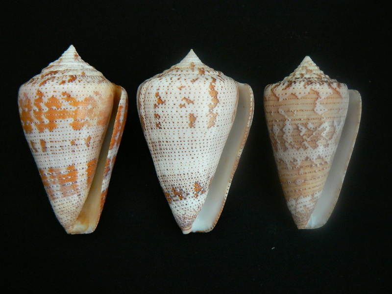 Conus (Stephanoconus) dominicanus   (Hwass in Bruguière, 1792) P1100811