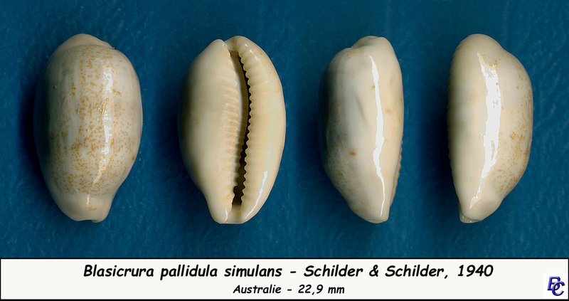 Blasicrura pallidula simulans Schilder & Schilder, 1940 Palild10