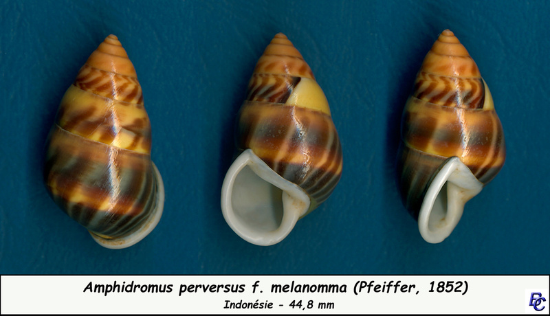Amphidromus perversus f. melanomma (Pfeiffer, 1852) Perver10