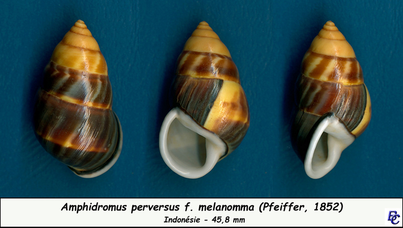 Amphidromus perversus f. melanomma (Pfeiffer, 1852) Perver11