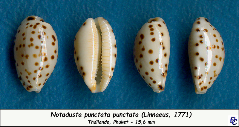 Ransoniella punctata punctata (Linnaeus, 1771)  - Page 2 Puncta10