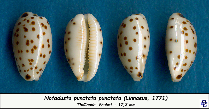 Ransoniella punctata punctata (Linnaeus, 1771)  - Page 2 Puncta12