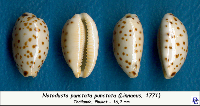 Ransoniella punctata punctata (Linnaeus, 1771)  - Page 2 Puncta13