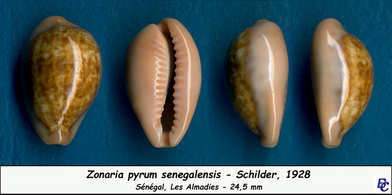 Zonaria pyrum senegalensis Schilder, 1928 voir Zonaria pyrum insularum Pyrum_10