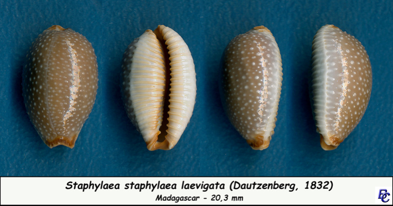 Staphylaea staphylaea laevigata - (Dautzenberg, 1932) Staphi10