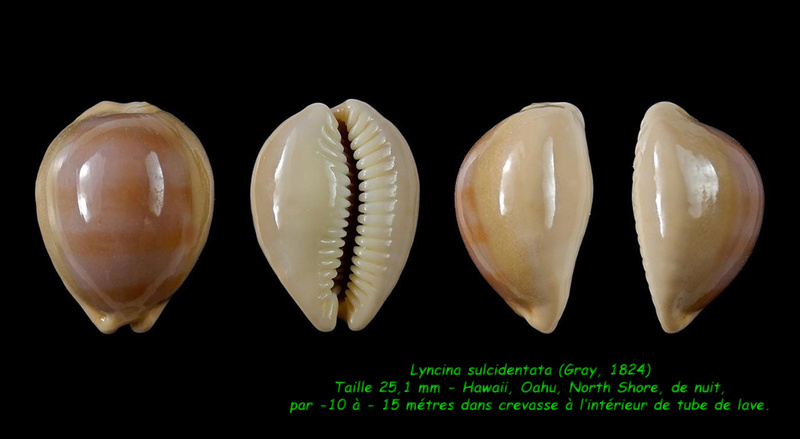 Lyncina sulcidentata (J. E. Gray, 1824) - Page 2 Sulcid10