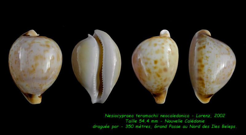 Nesiocypraea teramachii neocaledonica Lorenz, 2002 Terama11