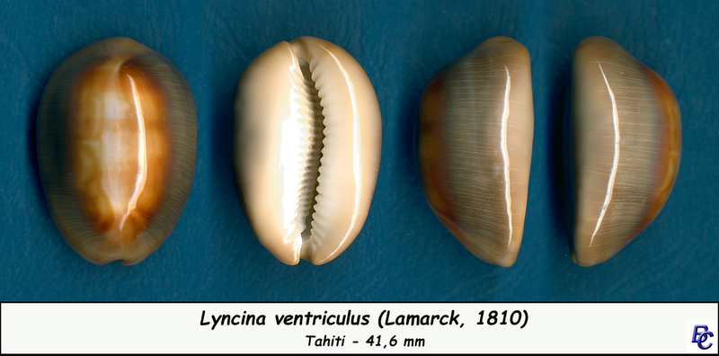 ventriculus - Lyncina ventriculus (Lamarck, 1810) Ventri10