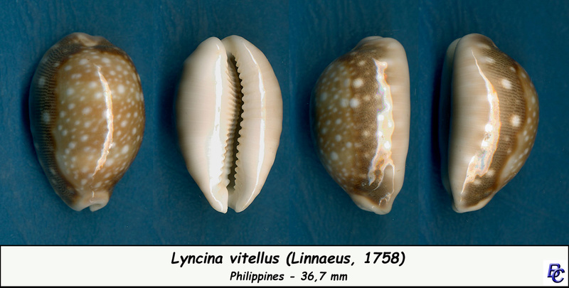 Lyncina vitellus (Linnaeus, 1758)   Vitell10
