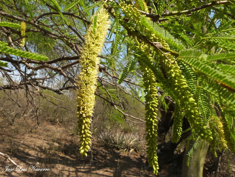 Algarrobo negro (Prosopis nigra) P1360912