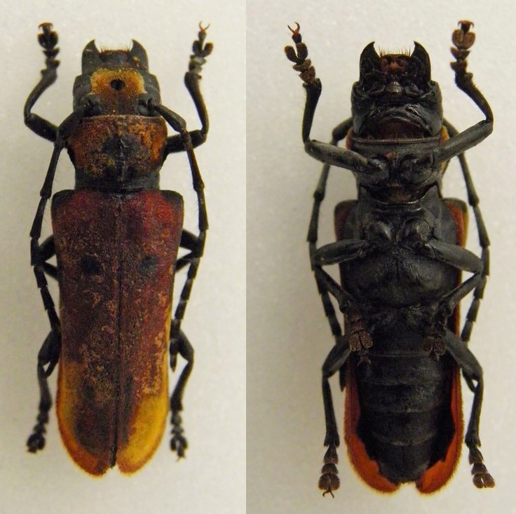 [Mimocagosima ochreipennis] Cerambycinae du Laos Mimoca10