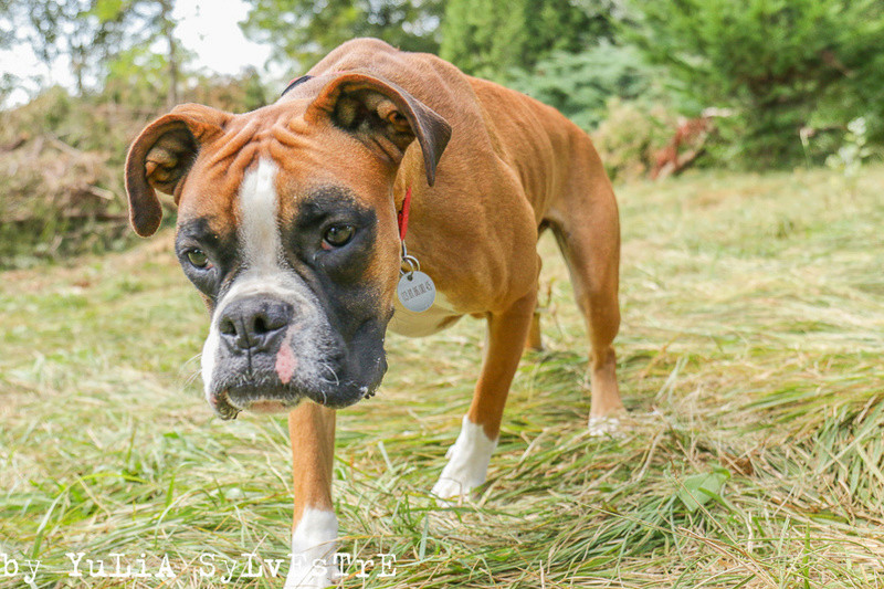 BILLY, Boxer mâle 18 mois - Page 2 Img_4514