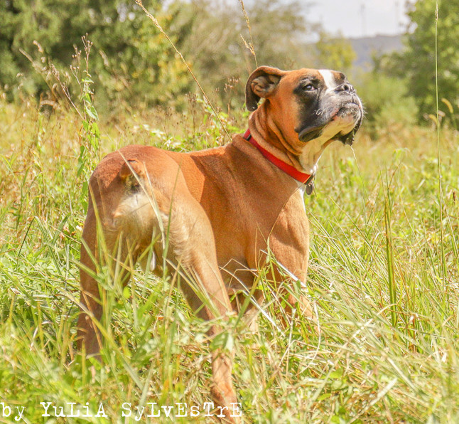 BILLY, Boxer mâle 18 mois - Page 2 Img_4710