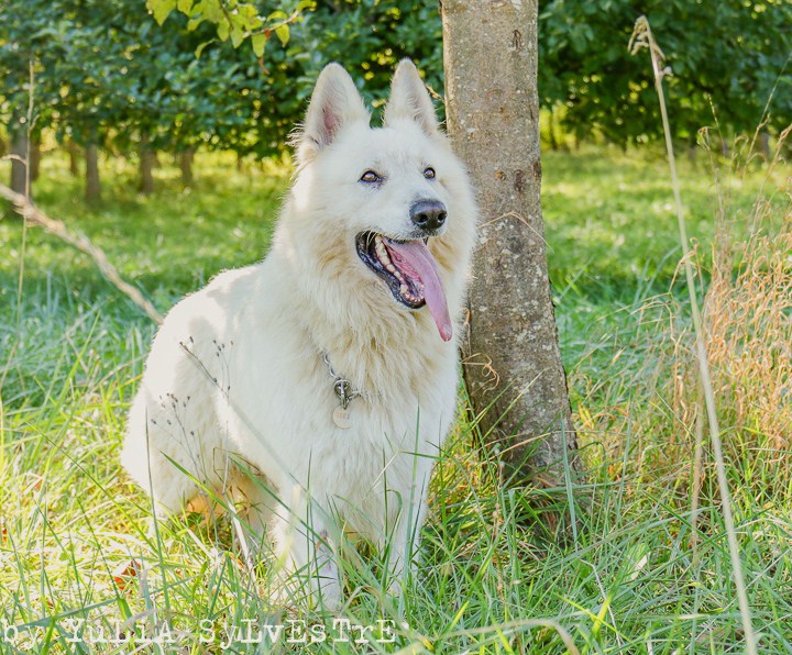 FIN-FAOLAN, Berger Blanc Suisse mâle, 6 ans - Page 2 Img_5225