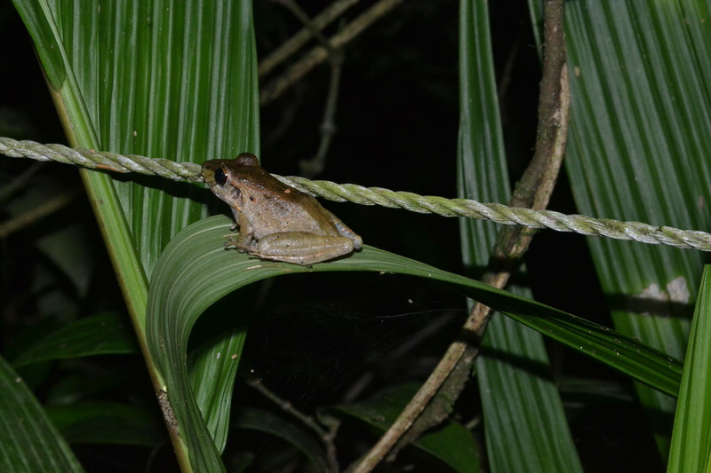 Pura vida : Costa rica 2016. Dsc_0114