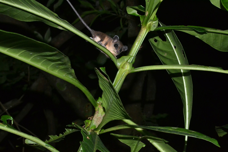 Pura vida : Costa rica 2016. Dsc_0120