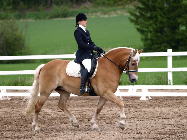 haflinger Trot_110