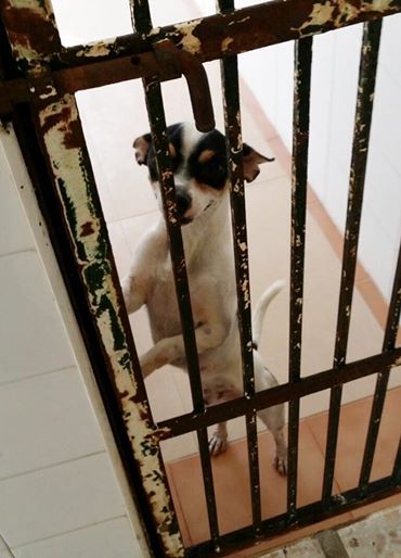 GARIBALDI, x Jack/Pinscher ('age à venir) sauvé de l'euthanasie en fourrière d'Espagne -en FA - asso SOS chiens de France (60) 14432910