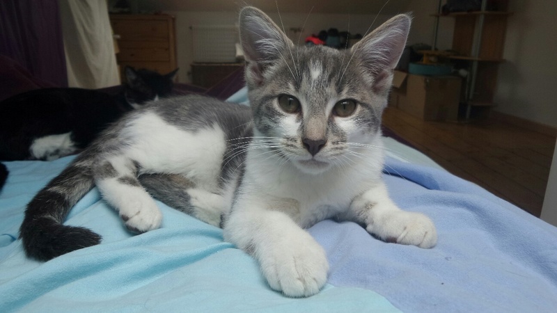 Oxymore, chaton gris et blanc, né le 19 avril 2016 20160710