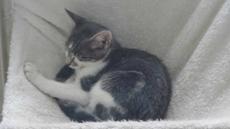 Oxymore, chaton gris et blanc, né le 19 avril 2016 20160712