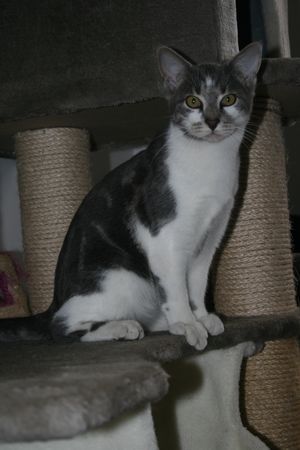 Oxymore, chaton gris et blanc, né le 19 avril 2016 Oxymor15