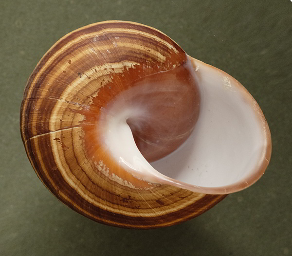 Calocochlia pan (Broderip, 1841) 1w10
