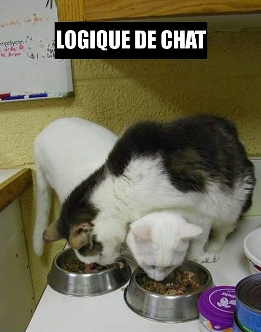 HUMOUR - blagues - Page 13 84d41d10