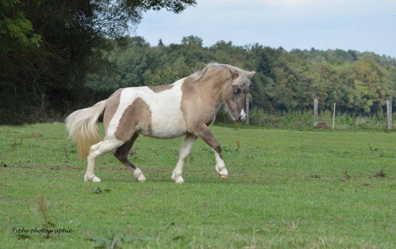 Les chevaux Dorélia  - Page 22 14368810