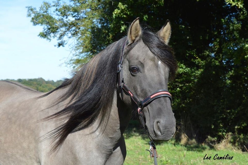 Les chevaux Dorélia  - Page 22 14462910