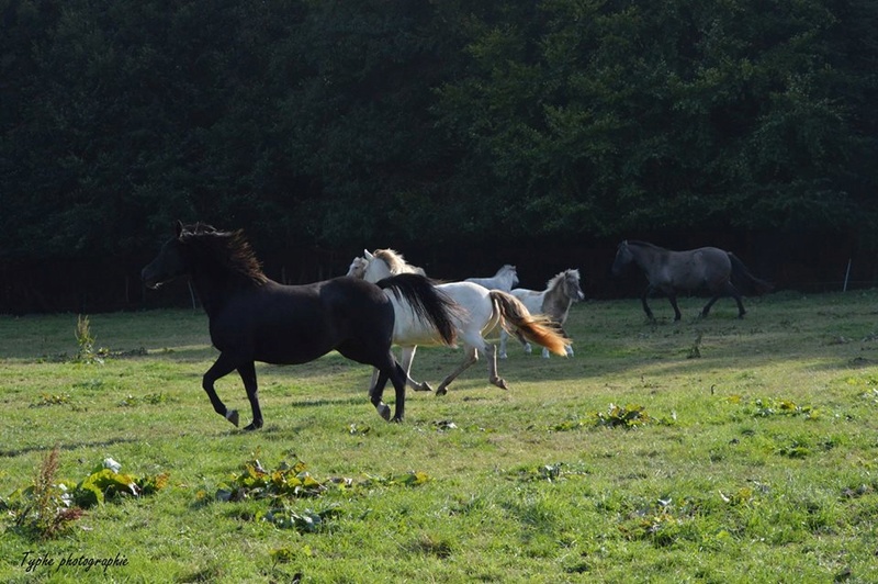 Les chevaux Dorélia  - Page 23 14520414