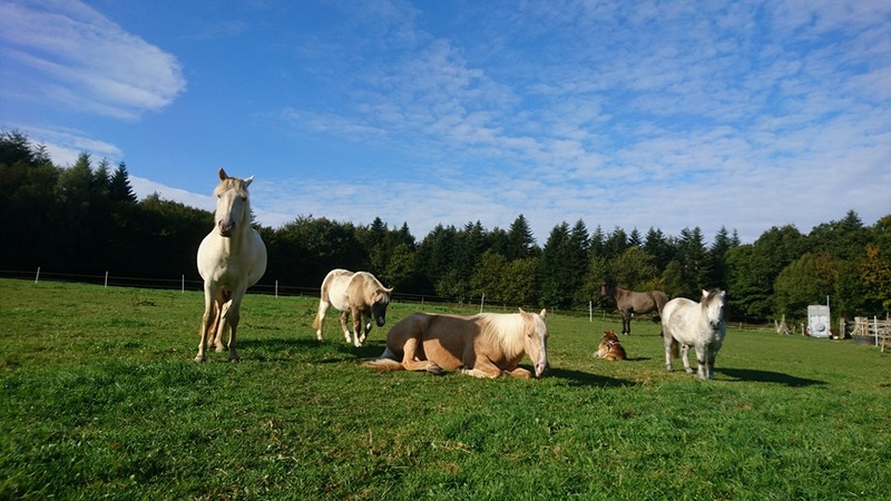 Les chevaux Dorélia  - Page 23 14520416