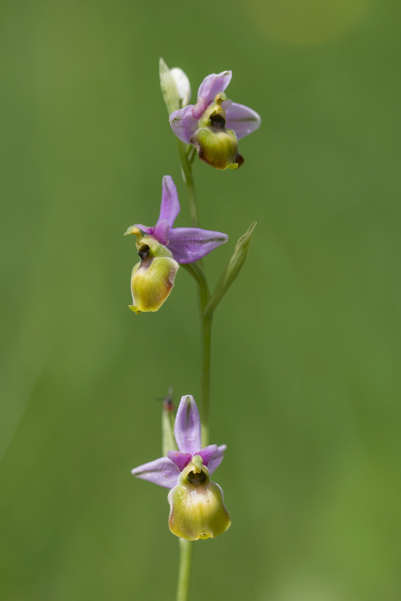 Ophrys fuciflora à labelle "décoloré" 2511