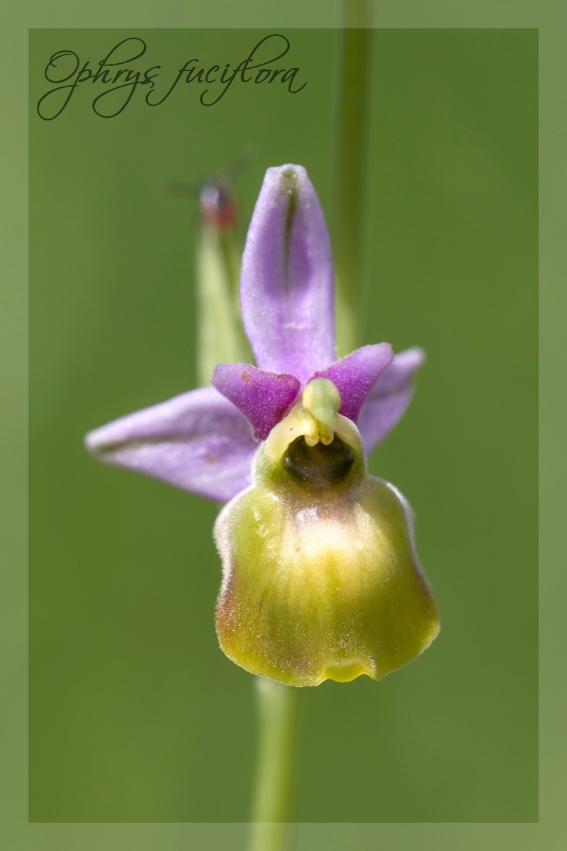 Ophrys fuciflora à labelle "décoloré" 2611