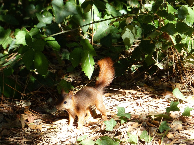 [17 - Charente-maritime] Un écureuil roux Copie_14