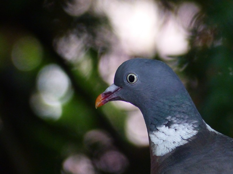 Portrait pigeon ramier  Copie_23