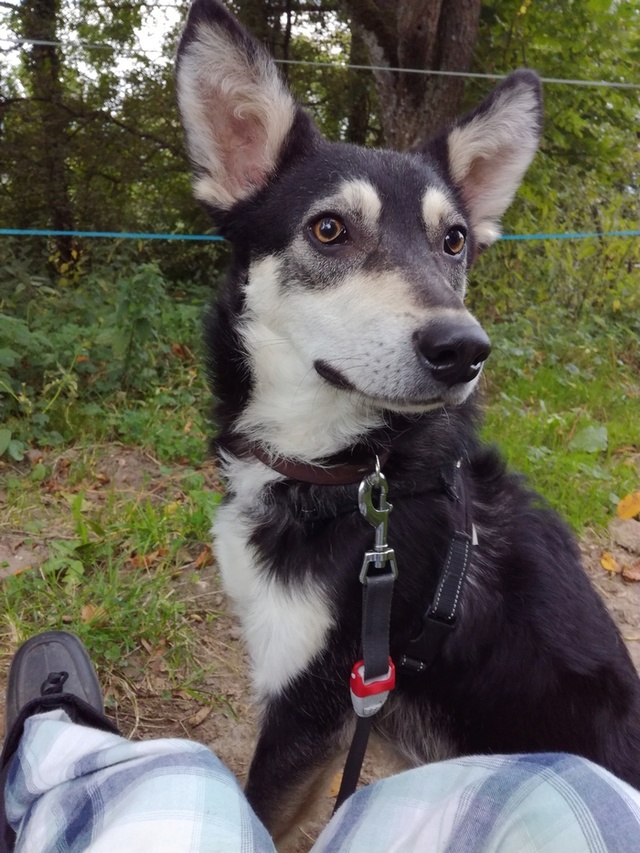 MAGO (EX - CALVIN) chiot mâle, né en octobre 2015 - REMEMBER ME LAND - adopté par Aline (74) - DECEDE - Page 4 Img_2017