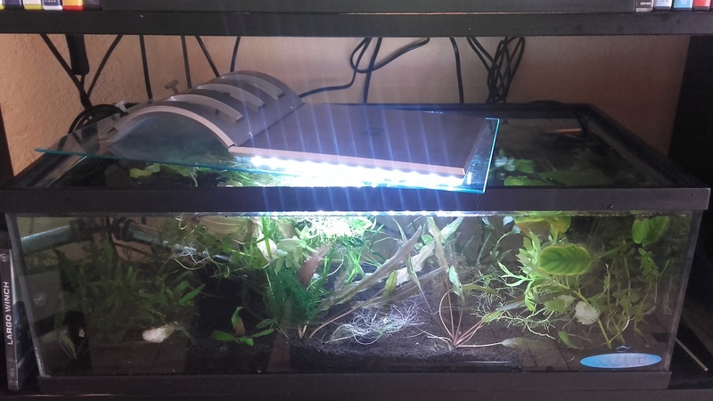 Nanos crevettes aquascapés - Page 3 20161020