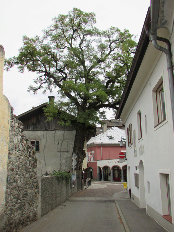 ROBINIA - Pagina 5 Img_2710