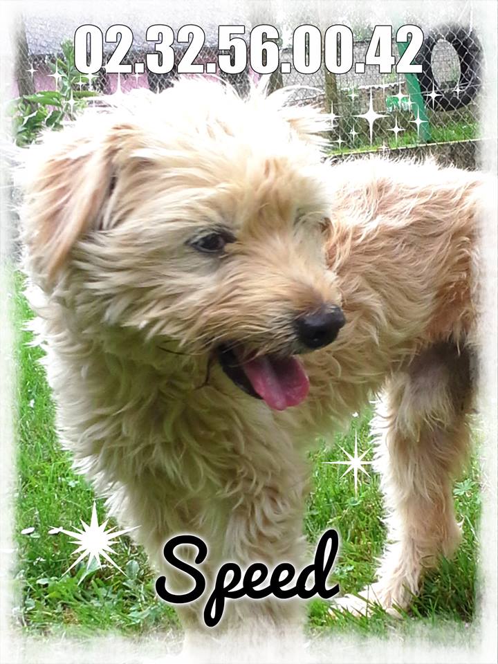 Urgent - SPEED - griffon 16 ans  (7 ans de refuge)  - Refuge de l'Esperance à Appeville (27) 10463910