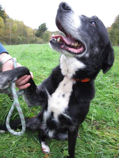 DICK - x berger 11 ans   (3 ans de refuge) - SPAE à Evreux (27) 12196010