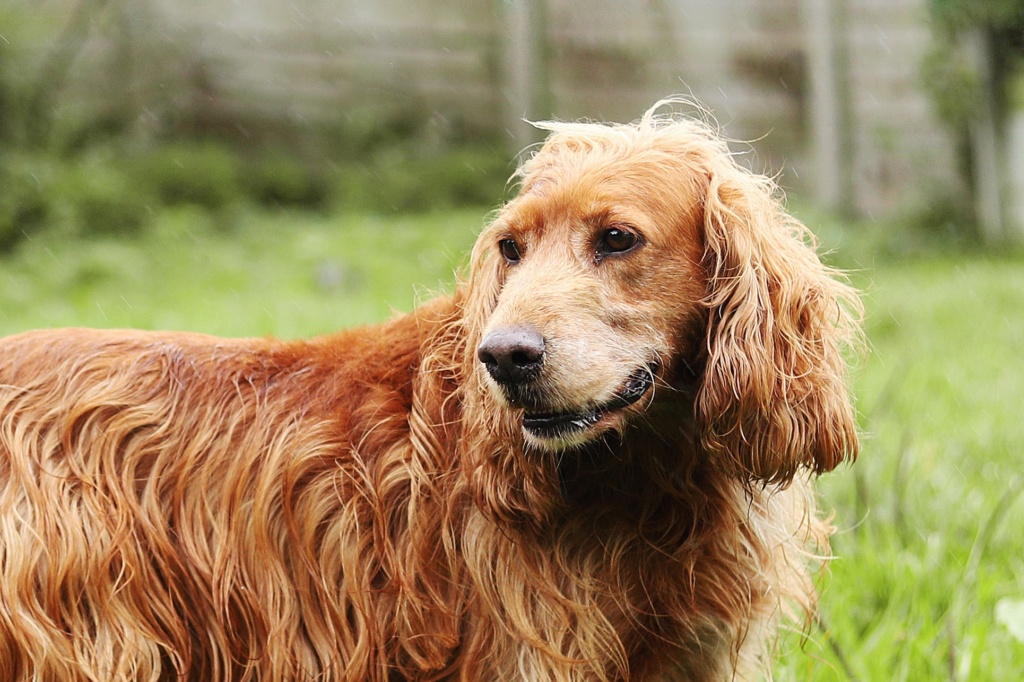 MICHKA - x cocker 9 ans - AMAPA à Coutances (50) 12817510