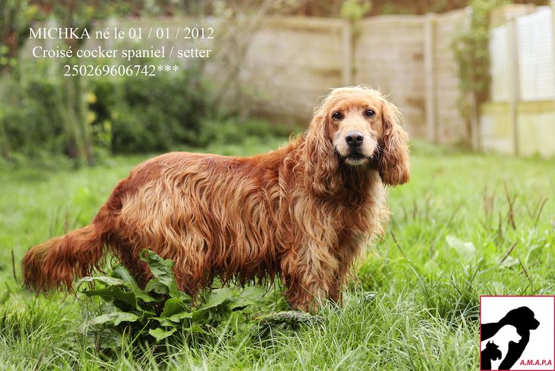 MICHKA - x cocker 9 ans - AMAPA à Coutances (50) 12856510