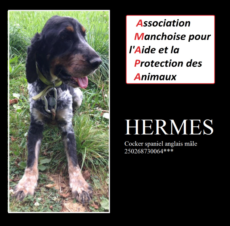 HERMES - cocker spaniel anglais 10ans - AMAPA Coutances (50) 14424810