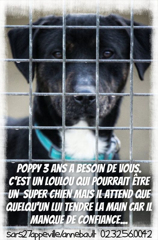 POPPY - x labrador 3 ans - Refuge Appeville Annebault (27) 14487510