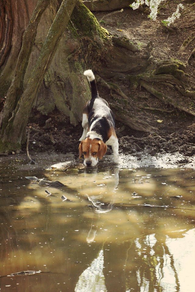 J'JASPER du Clos Machard dit POLLO - beagle 3 ans - AVA  (76 18033210