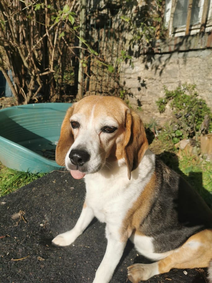 TARA et LOUTRE beagles 11 ans refuge AVA (76) 25641010