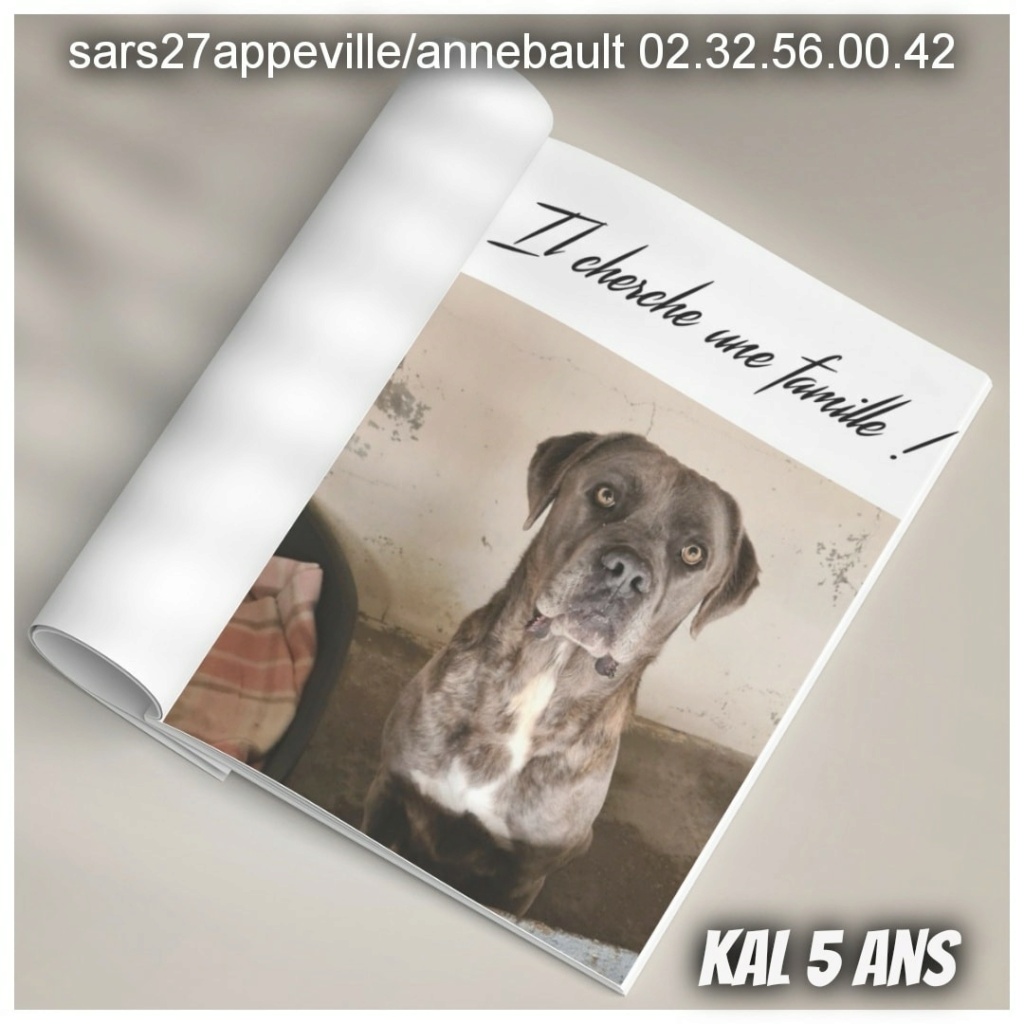 KALl - cane corso 5 ans - Refuge de l'esperance à Appeville Annebault (27) 26967710