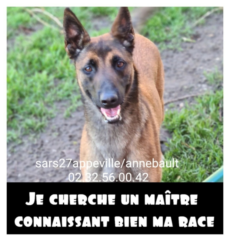 JAGA   malinois 2 ans  refuge appeville annebault 27290 27403210